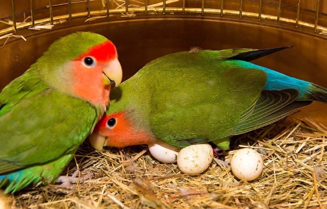 灰鸚鵡繁殖徵兆