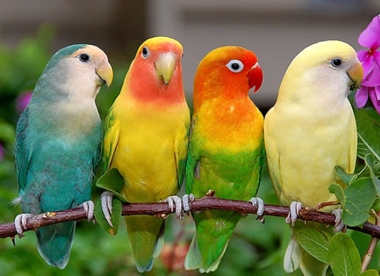 愛情鳥健康管理