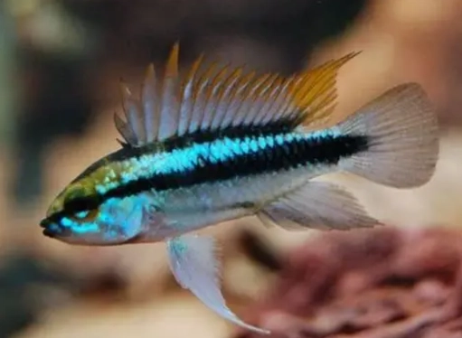 迷你鸚鵡混養注意事項