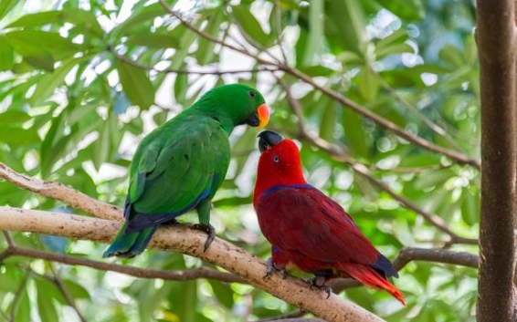 如何分辨折衷鸚鵡公母