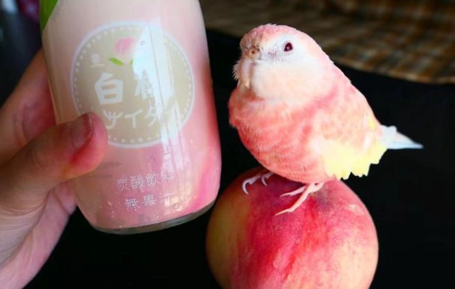 粉色秋草鸚鵡 台灣