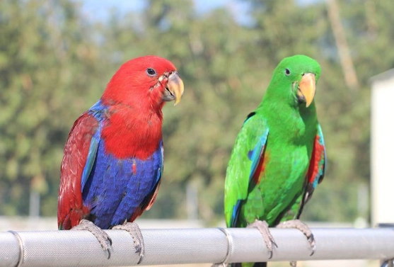 折衷鸚鵡性別鑑定