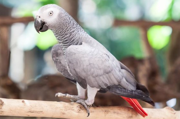 灰鸚鵡發情期行為