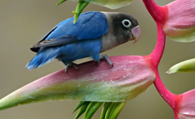 愛情鳥飼養技巧