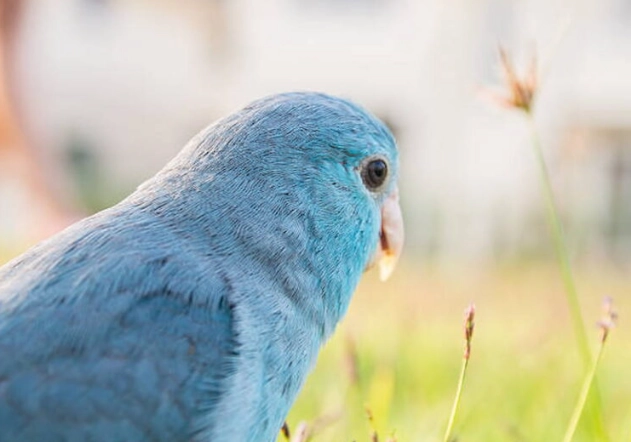 太平洋鸚鵡照顧方法 太平洋鸚鵡照顧方法