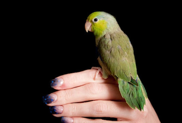 太平洋鸚鵡飼養 太平洋鸚鵡飼養