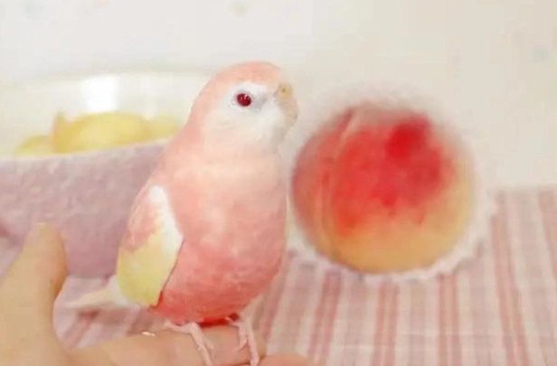 粉色秋草鸚鵡 飼養