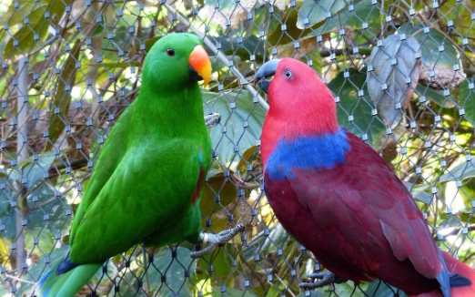 折衷鸚鵡行為問題