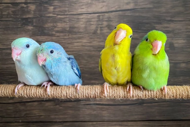 太平洋鸚鵡飼養 太平洋鸚鵡飼養