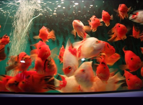 血鹦鹉可以和什么鱼混养