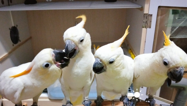 戈芬氏鳳頭鸚鵡 戈芬氏鳳頭鸚鵡