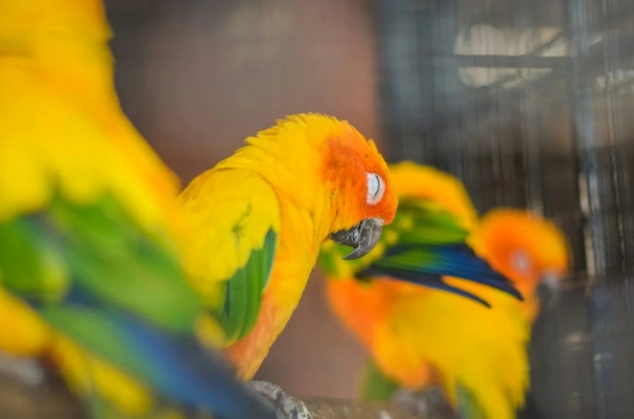 非洲灰鸚鵡產卵跡象