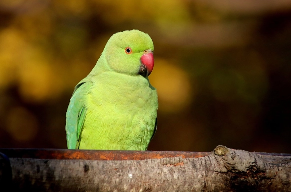 太平洋鸚鵡照顧方法 太平洋鸚鵡照顧方法