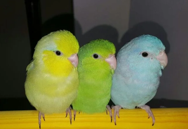 太平洋鸚鵡健康照護 太平洋鸚鵡健康照護