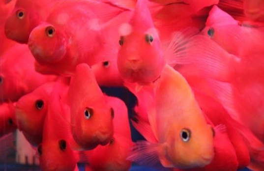 血鹦鹉可以和什么鱼混养