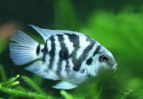 迷你鸚鵡混養魚種