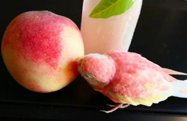 粉色秋草鸚鵡 飼養