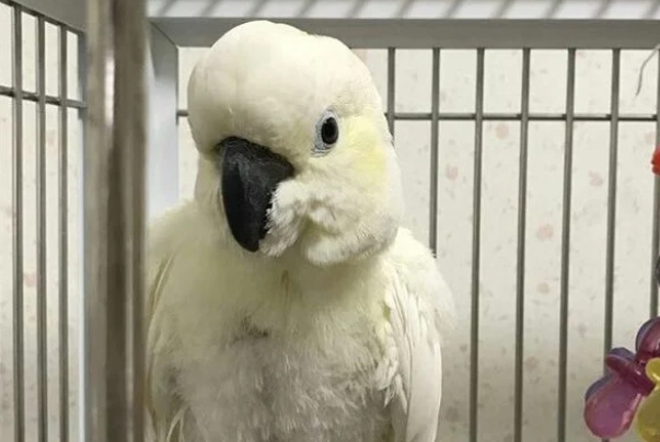 中型巴丹鸚鵡 中型巴丹鸚鵡