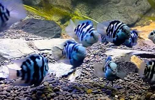 迷你鸚鵡混養技巧