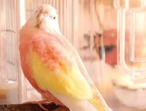 粉色秋草鸚鵡 台灣