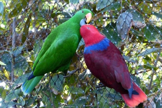 如何分辨折衷鸚鵡公母