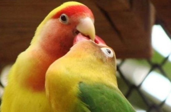 愛情鳥餵食指南