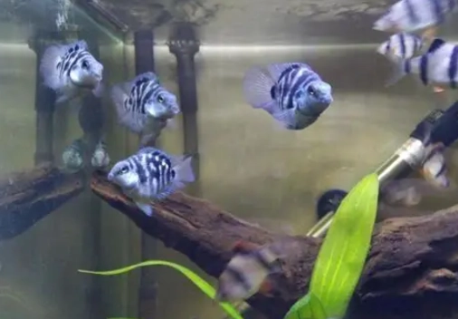 迷你鸚鵡混養技巧