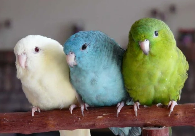 灰鸚鵡繁殖徵兆