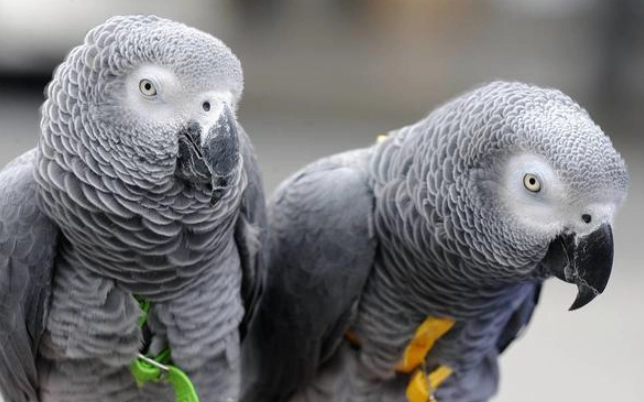 灰鸚鵡發情期飲食