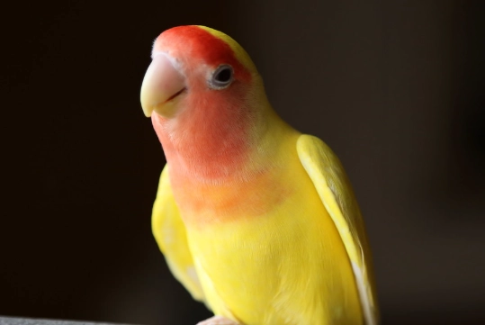 愛情鳥餵食指南