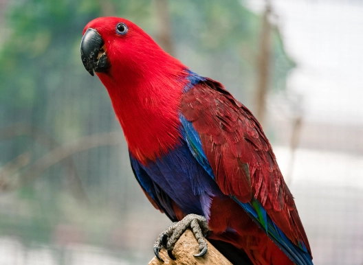 折衷鸚鵡行為問題