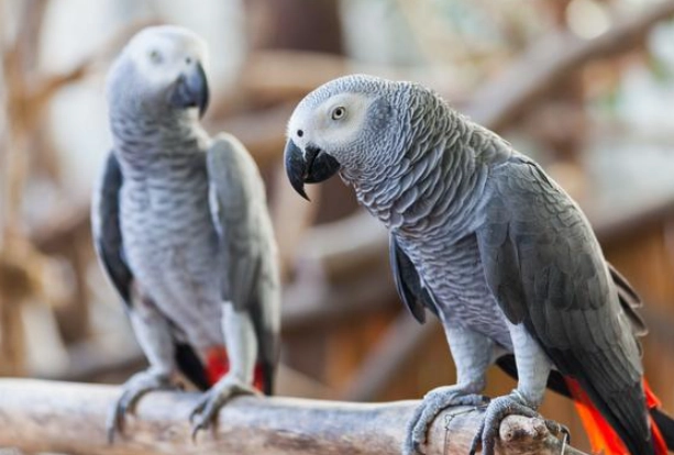 灰鸚鵡發情期照顧