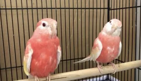 小草鸚鵡健康照顧