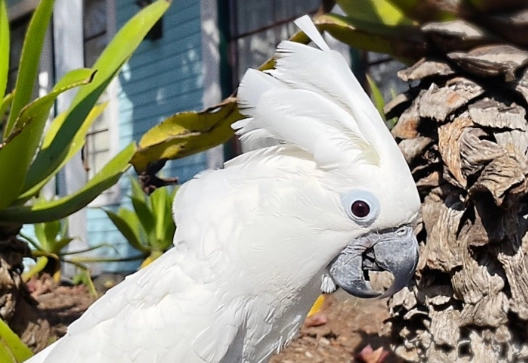 中型巴丹飼養 中型巴丹飼養