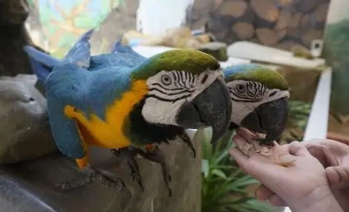 巴丹鸚鵡飲食