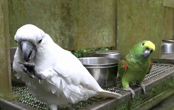 迷你鸚鵡混養注意事項