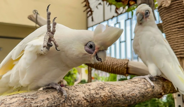中型巴丹飼養 中型巴丹飼養