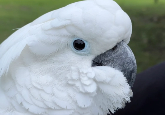 戈芬氏鳳頭鸚鵡 戈芬氏鳳頭鸚鵡