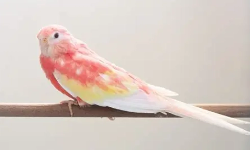 小草鸚鵡健康照顧