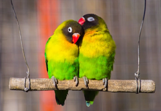 愛情鳥食物