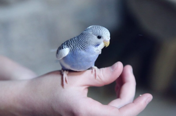 灰鸚鵡繁殖徵兆