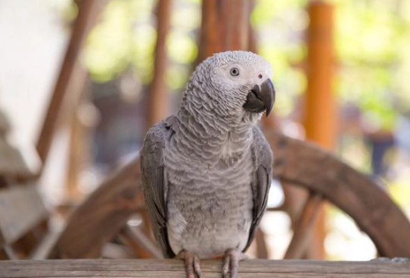 灰鸚鵡發情期飲食