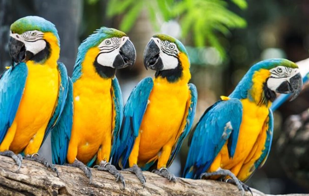 金剛鸚鵡大小 金剛鸚鵡大小