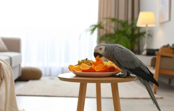 鸚鵡可以吃堅果嗎