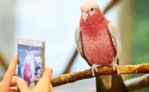 中型巴丹 中型巴丹