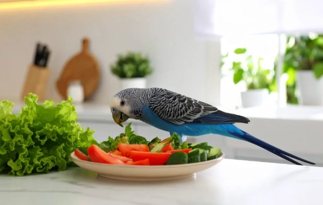 鸚鵡飲食安全