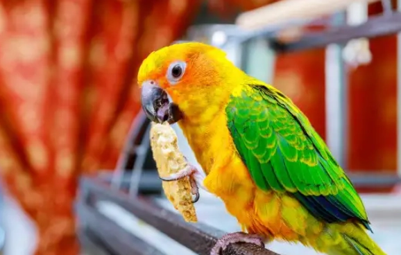 鸚鵡食物