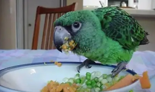 鸚鵡健康飲食