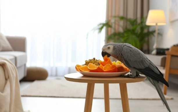 灰鸚鵡水果