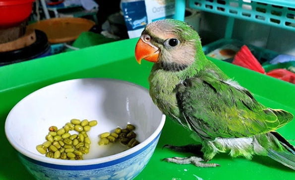 鸚鵡食物搭配